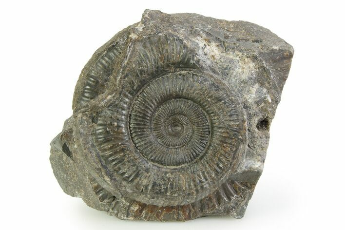 Jurassic Ammonite (Dactylioceras) Fossil - England #351313